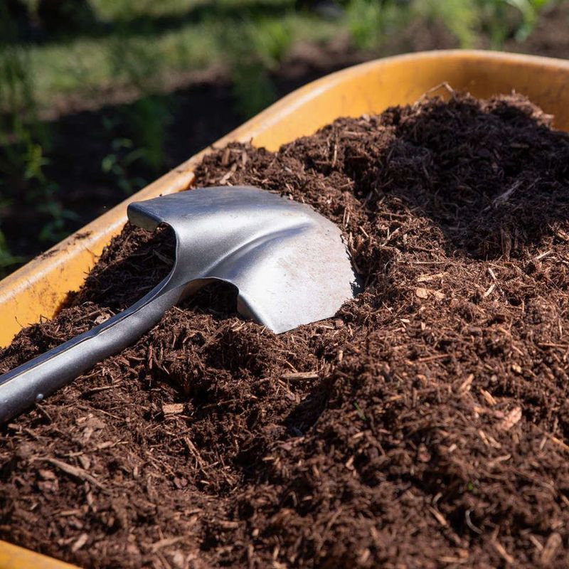 Mulch The Soil Surface To Protect Roots From June Heat