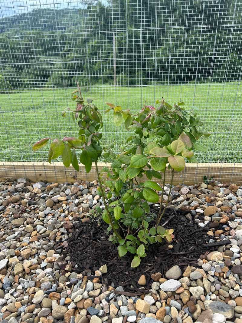 Mulch To Retain Moisture And Suppress Weeds Mulch To Retain Moisture And Suppress Weeds