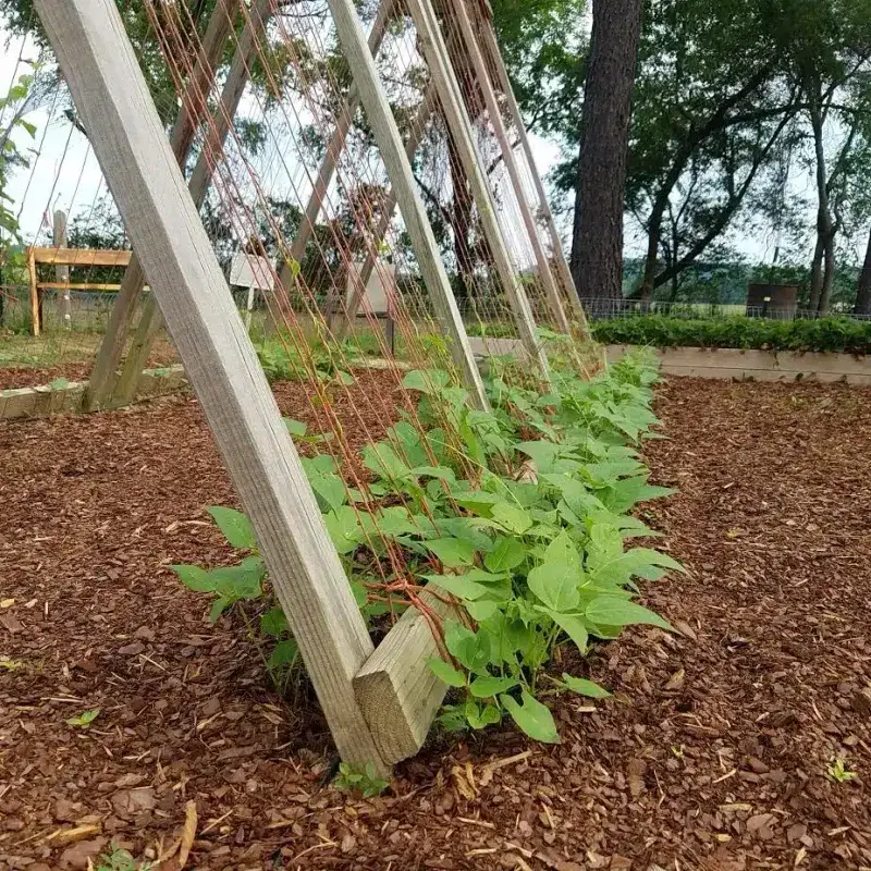 Mulch To Retain Moisture And Suppress Weeds