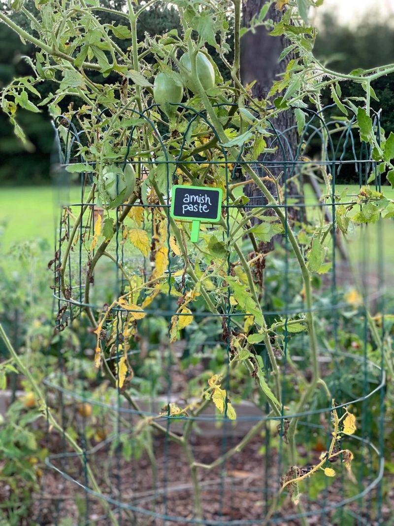 Mulch Under Plants To Stop Soil Splash
