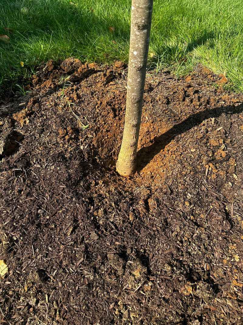 Mulch Volcanoes Trap Trunk Moisture Mulch Volcanoes Trap Trunk Moisture