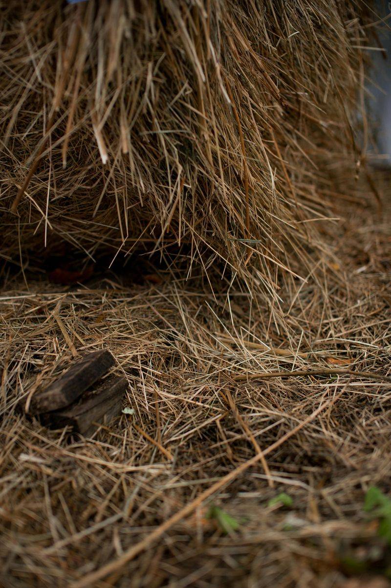 Mulch With 3 To 4 Inches Of Straw After The First Hard Freeze