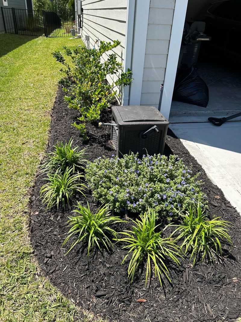 Mulched Liriope Often Holds Better Color During Summer Stress Mulched Liriope Often Holds Better Color During Summer Stress
