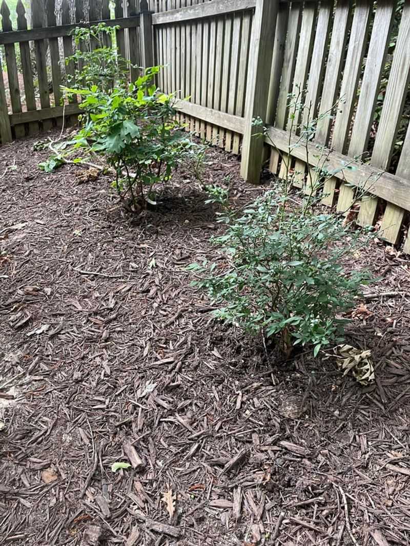 Mulching And Maintenance Mulching And Maintenance