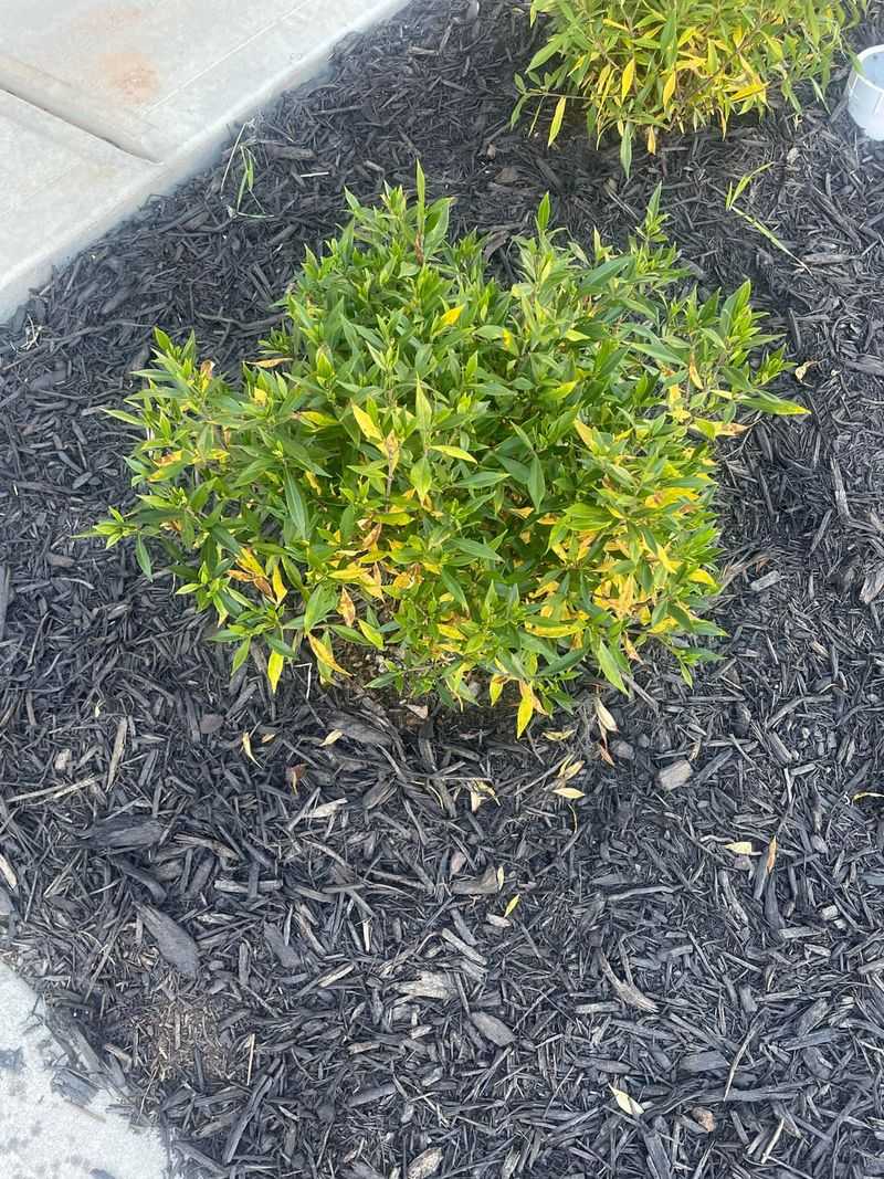 Mulching As A Heat And Moisture Shield