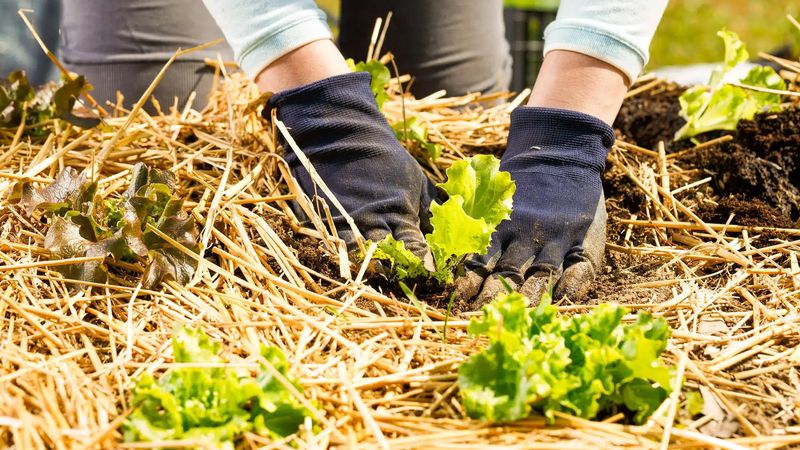 Mulching Key Areas