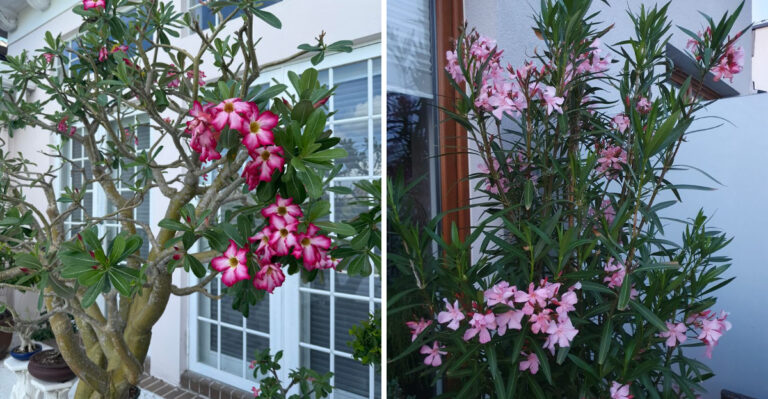 Mulching These Plants Now Can Help Arizona Gardeners Protect Them From Summer Heat