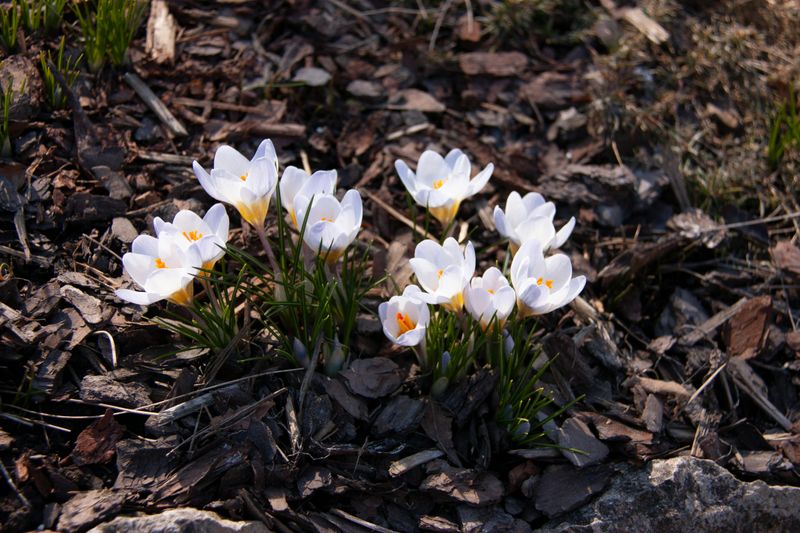 Mulching Too Early In Spring