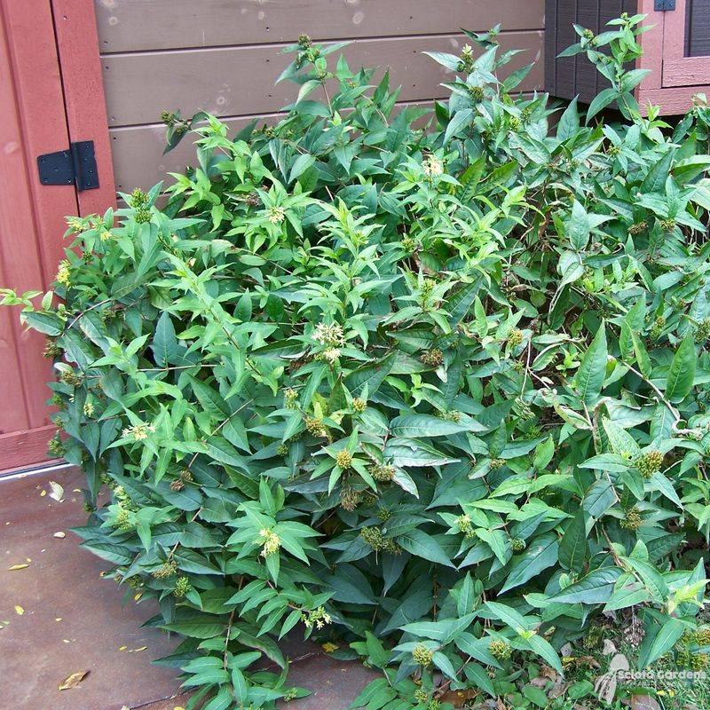 Multi-Season Appeal That Keeps Your Garden Looking Great Year-Round