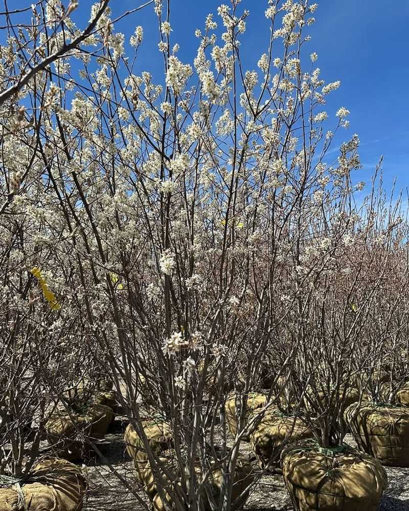 Multi-Season Interest Supports Wildlife And Looks Stunning Year-Round Multi-Season Interest Supports Wildlife And Looks Stunning Year-Round