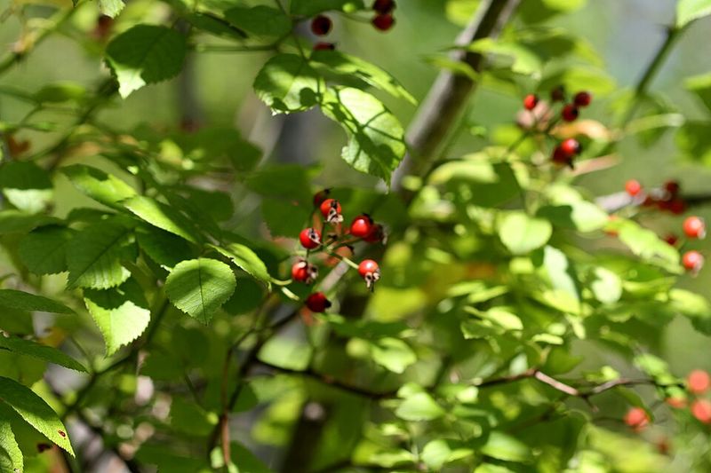 Multiflora Rose Can Take Over Fences