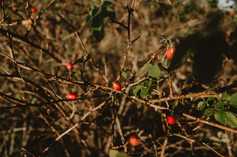 Multiflora Rose Fills Empty Spaces With Thorns And Trouble