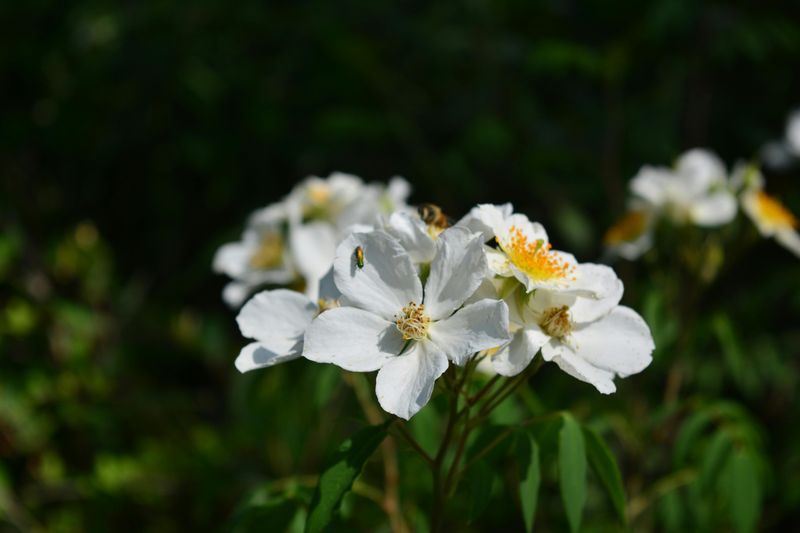 Multiflora Rose
