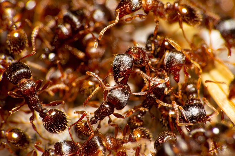 Multiple-Queen Colonies Multiply Faster Than You Think
