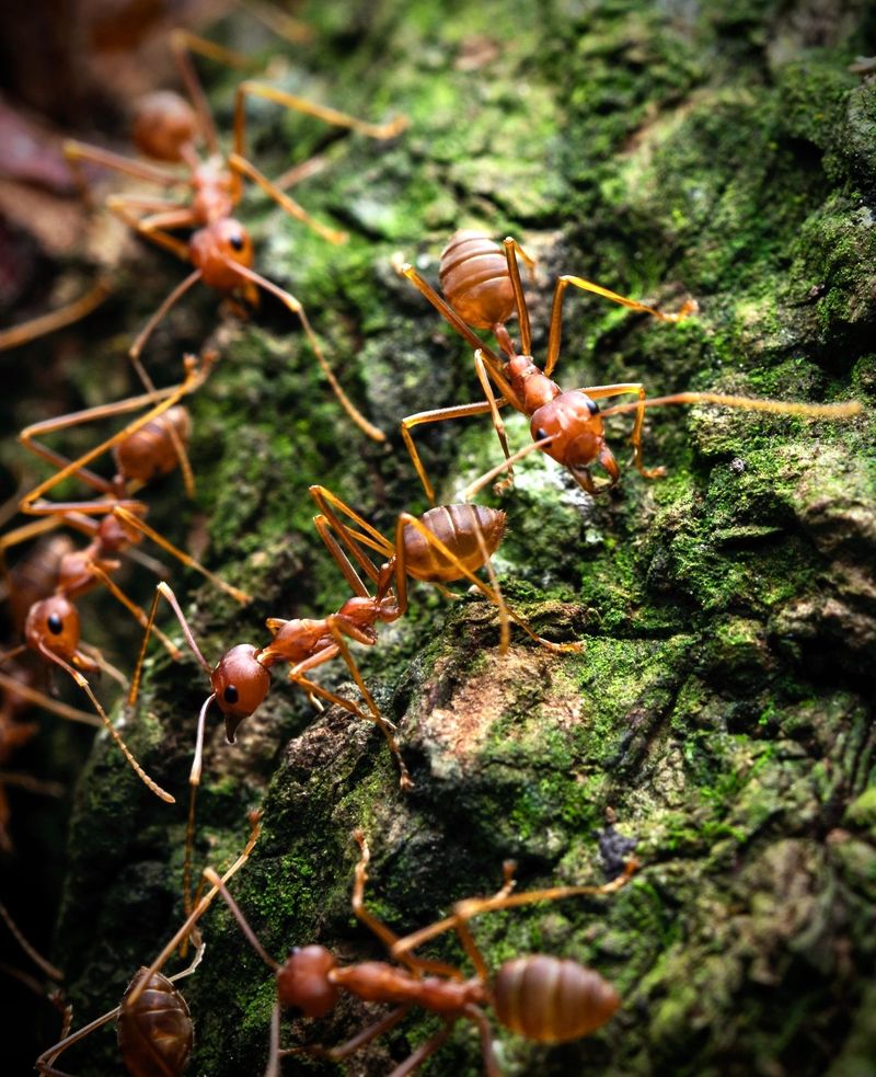 Multiple Queens Per Colony Multiply Mounds Fast