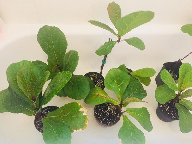 Multiply Fig Cuttings Before Stress Builds Multiply Fig Cuttings Before Stress Builds