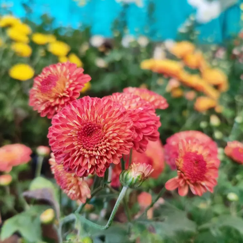 Mums Build A Fuller Plant Before Fall Mums Build A Fuller Plant Before Fall