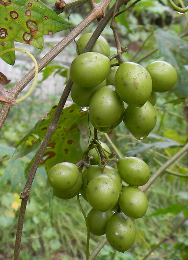 Muscadine Brings The Backyard Buffet Muscadine Brings The Backyard Buffet