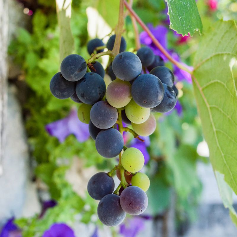 Muscadine Grape Adds Fruit To Sunny Garden Spaces