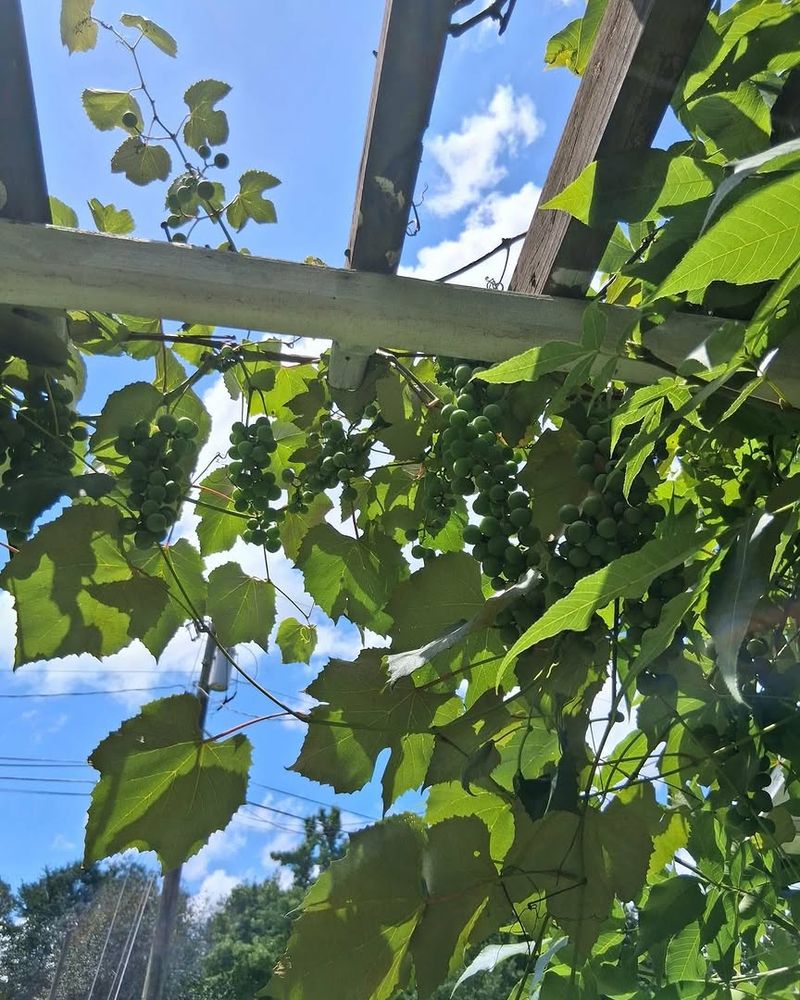 Muscadine Grape Gives Fence Coverage And Fruit
