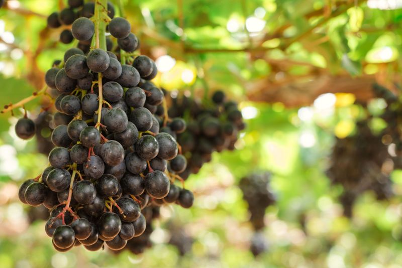 Muscadine Grapes (Container-Grown)