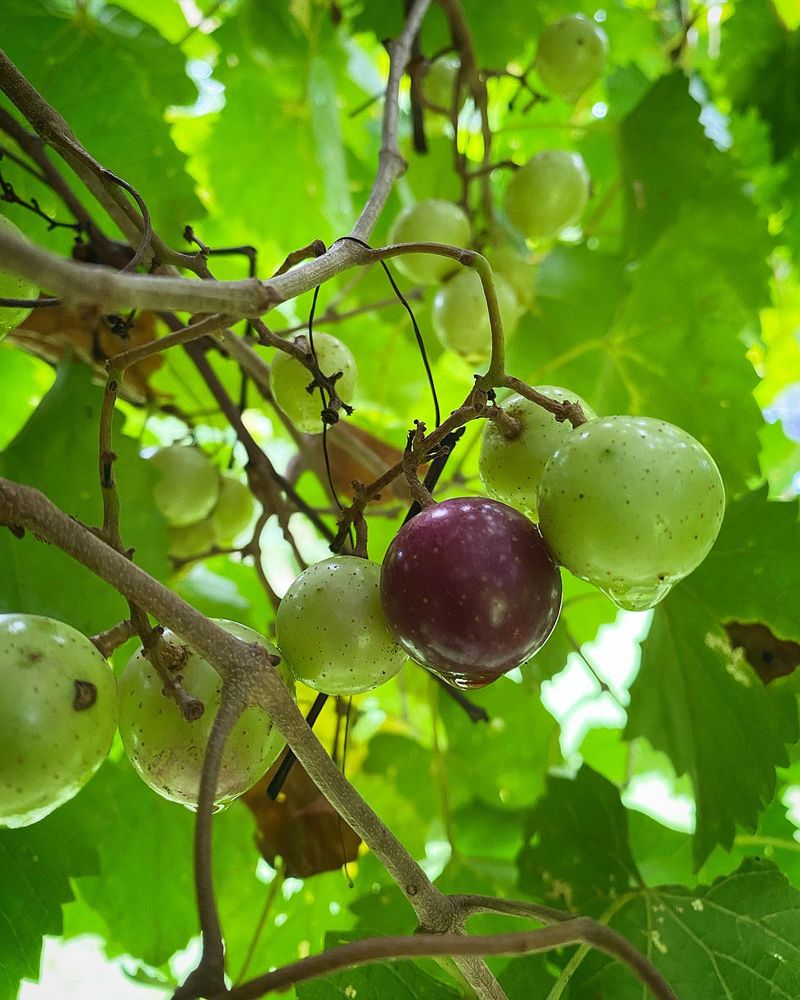Muscadine Vine Delivers Dense Summer Coverage