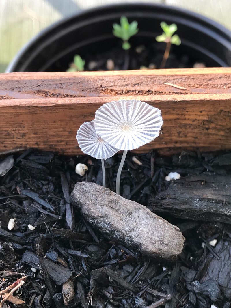 Mushrooms Are Only The Fruiting Part