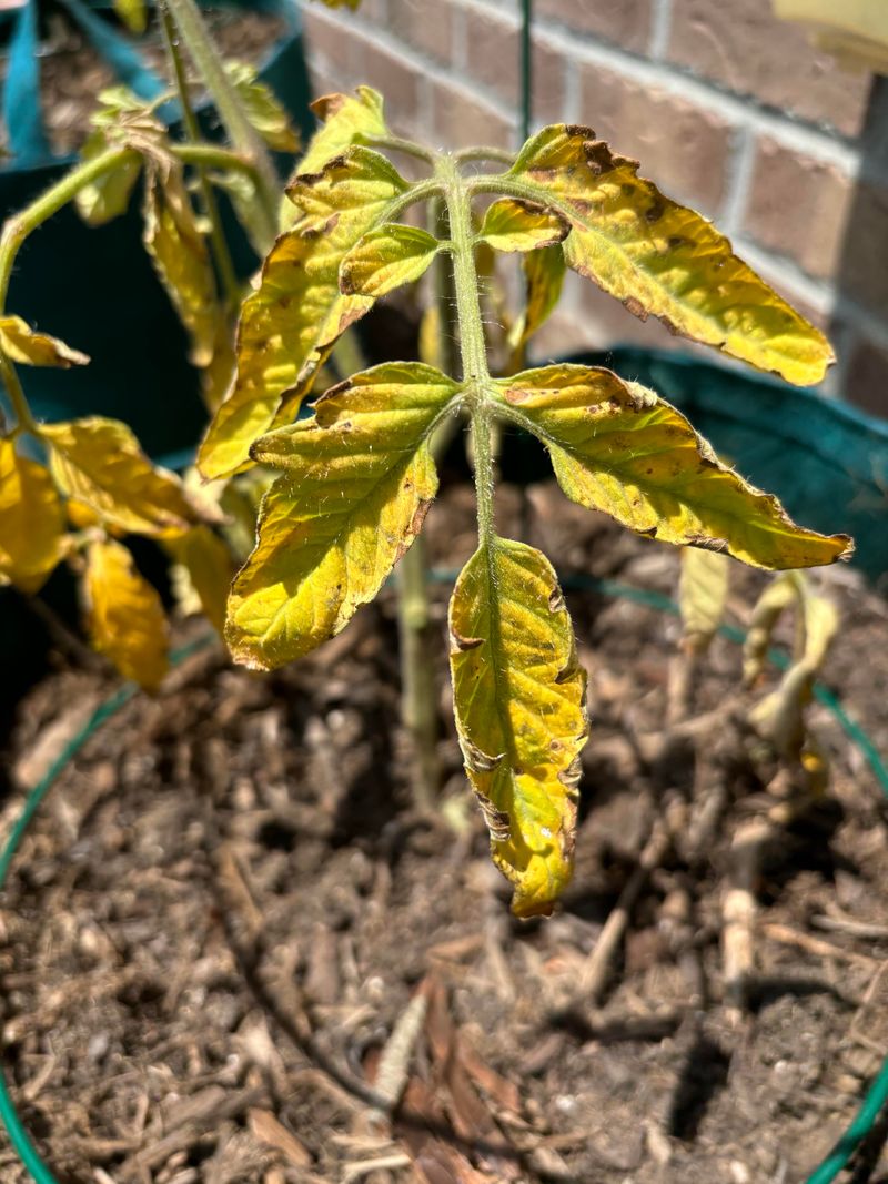Mushy Stems Develop Near The Base Of Plants
