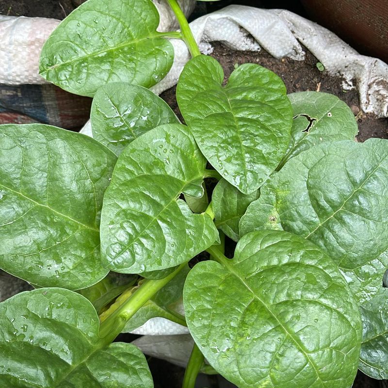 Mustard Greens - Grow Malabar Spinach Instead Mustard Greens - Grow Malabar Spinach Instead