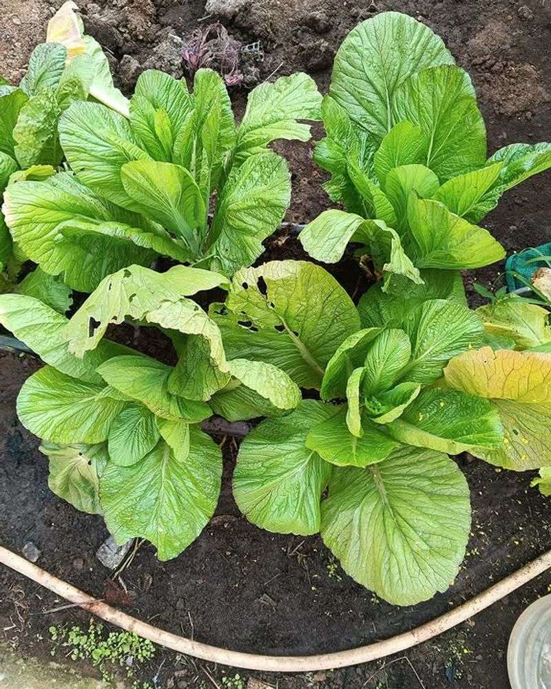 Mustard Greens 