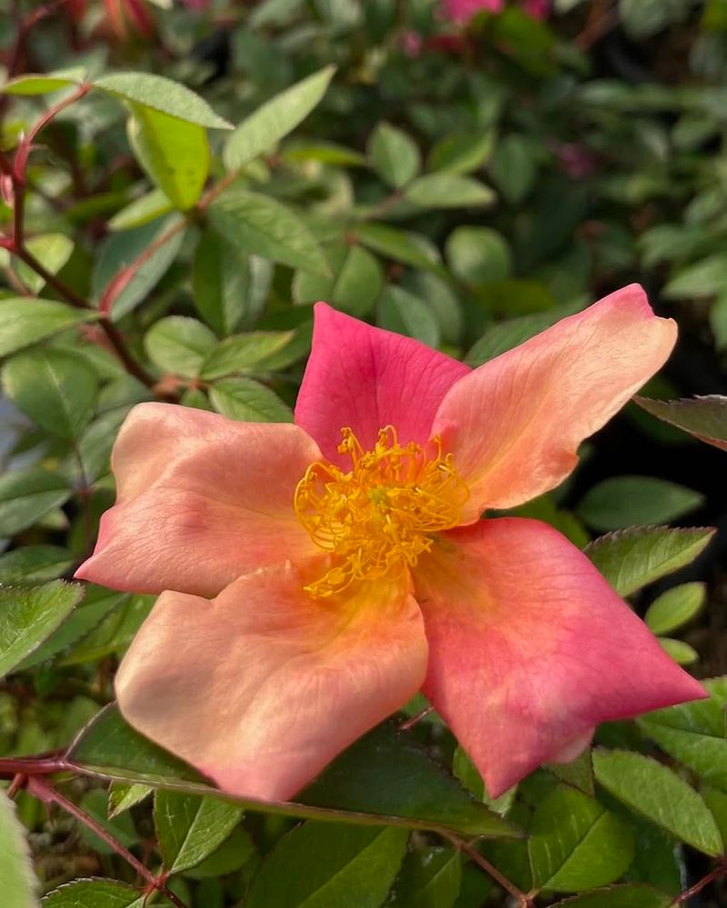 Mutabilis Keeps Changing Color