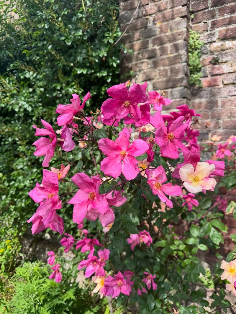 Mutabilis Rose Changes Color As Blooms Age