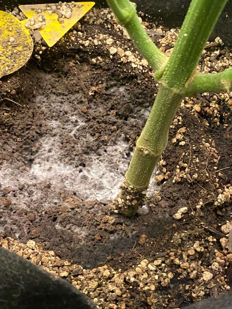 Mycelium Is Doing Hidden Work