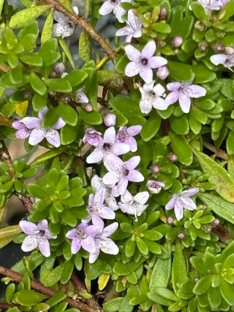 Myoporum Develops Interwoven Growth Across Open Ground Myoporum Develops Interwoven Growth Across Open Ground