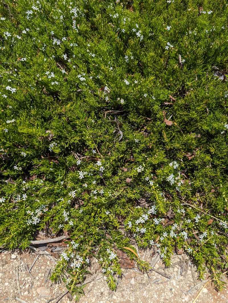 Myoporum Spreads Fast Across Sunny Open Areas
