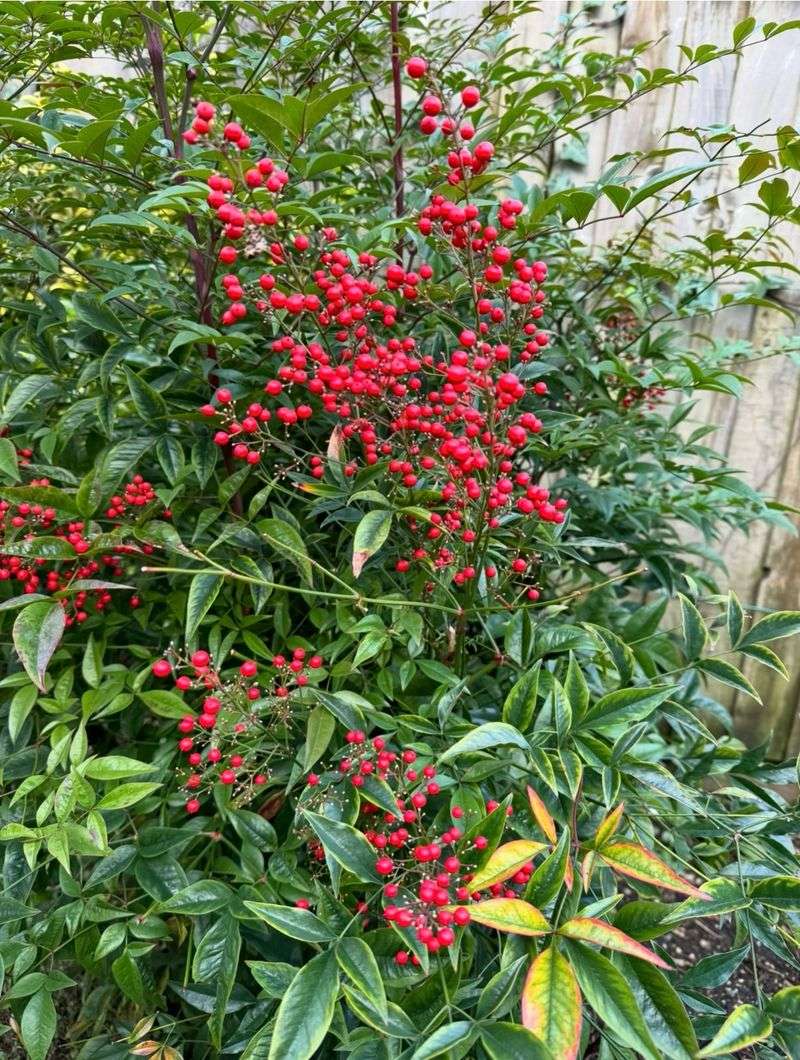 Nandina Spreads Berries Where It Is Not Wanted Nandina Spreads Berries Where It Is Not Wanted