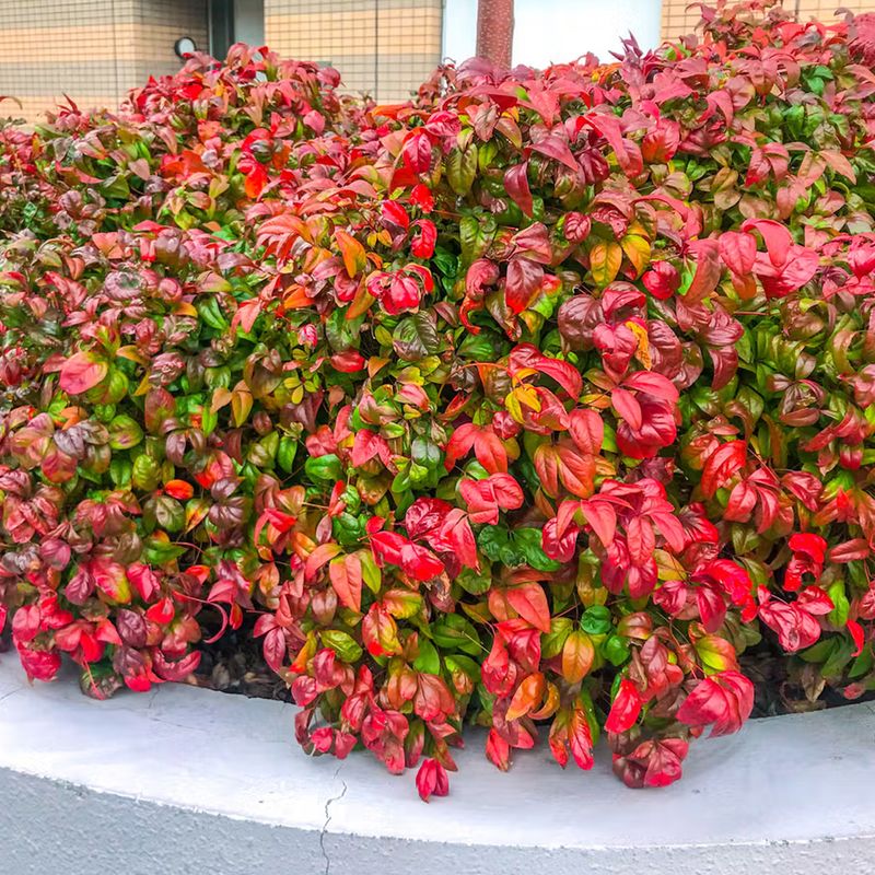Nandina Nandina