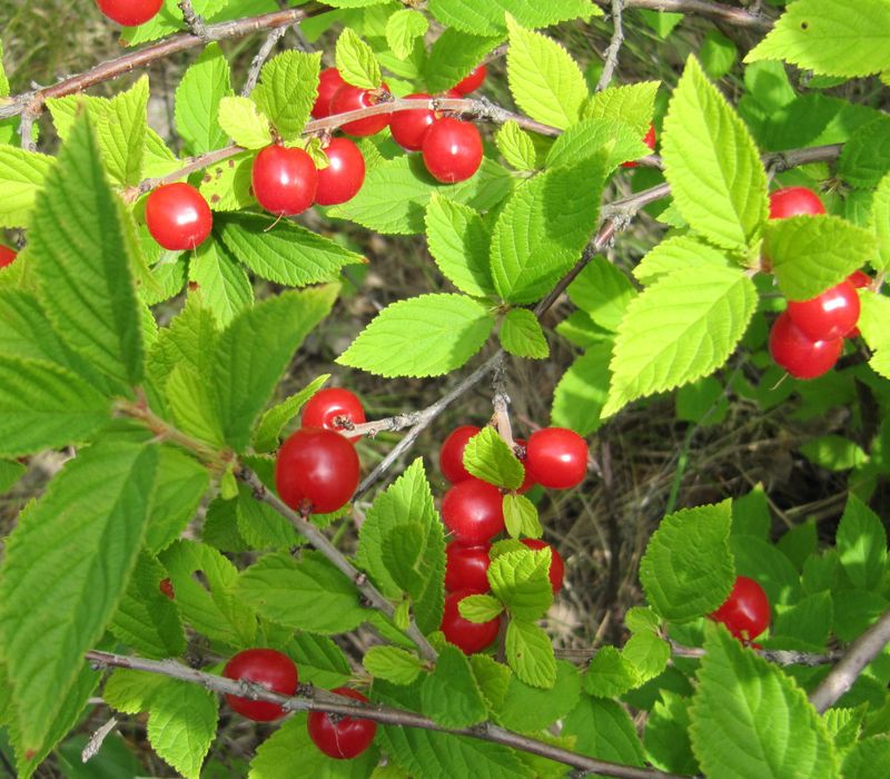 Nanking Cherry (Prunus Tomentosa)
