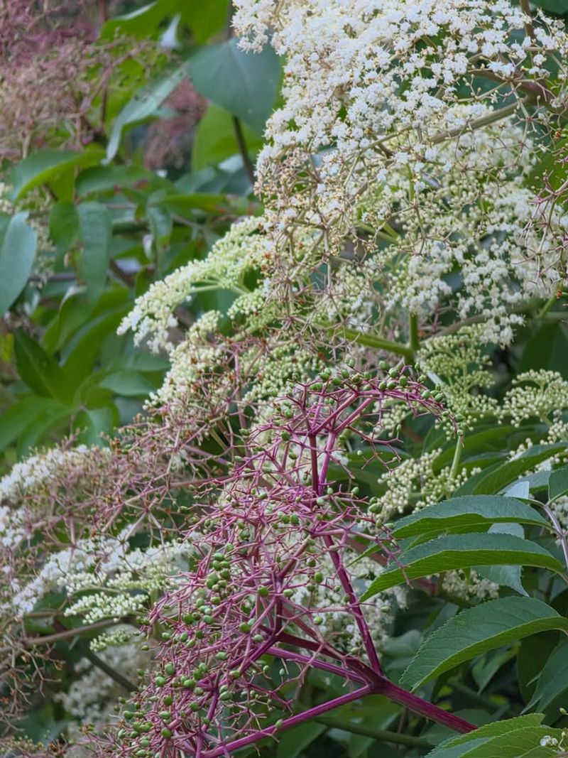 Nannyberry Viburnum