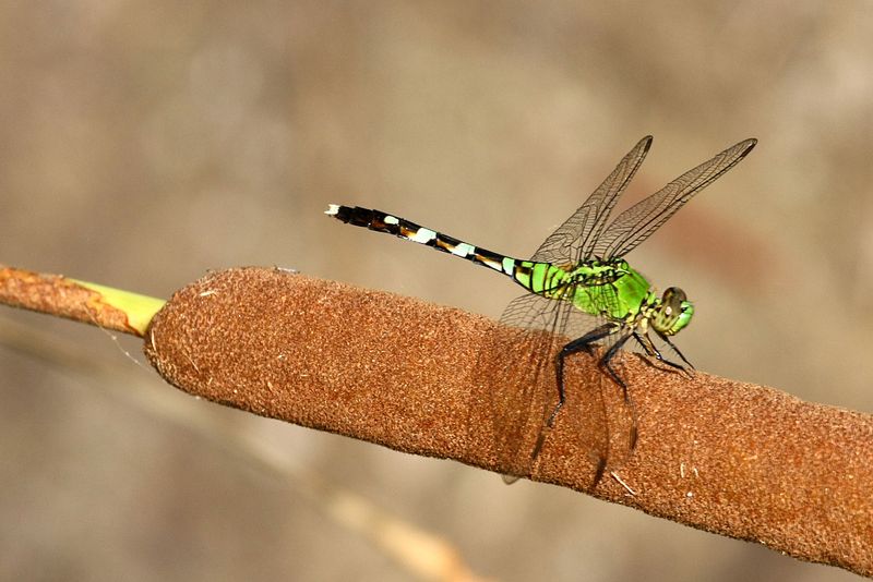 Narrowleaf Cattail Gives Dragonflies A Place To Gather