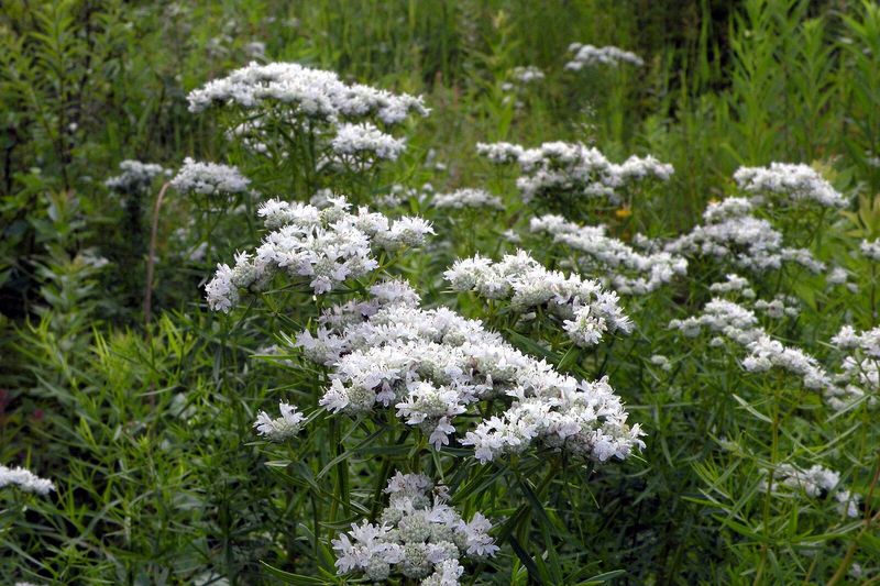 Narrowleaf Mountain Mint Fits Sunny Garden Edges
