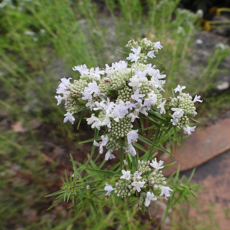 Narrowleaf Mountain Mint Fits Sunny Patio Edges