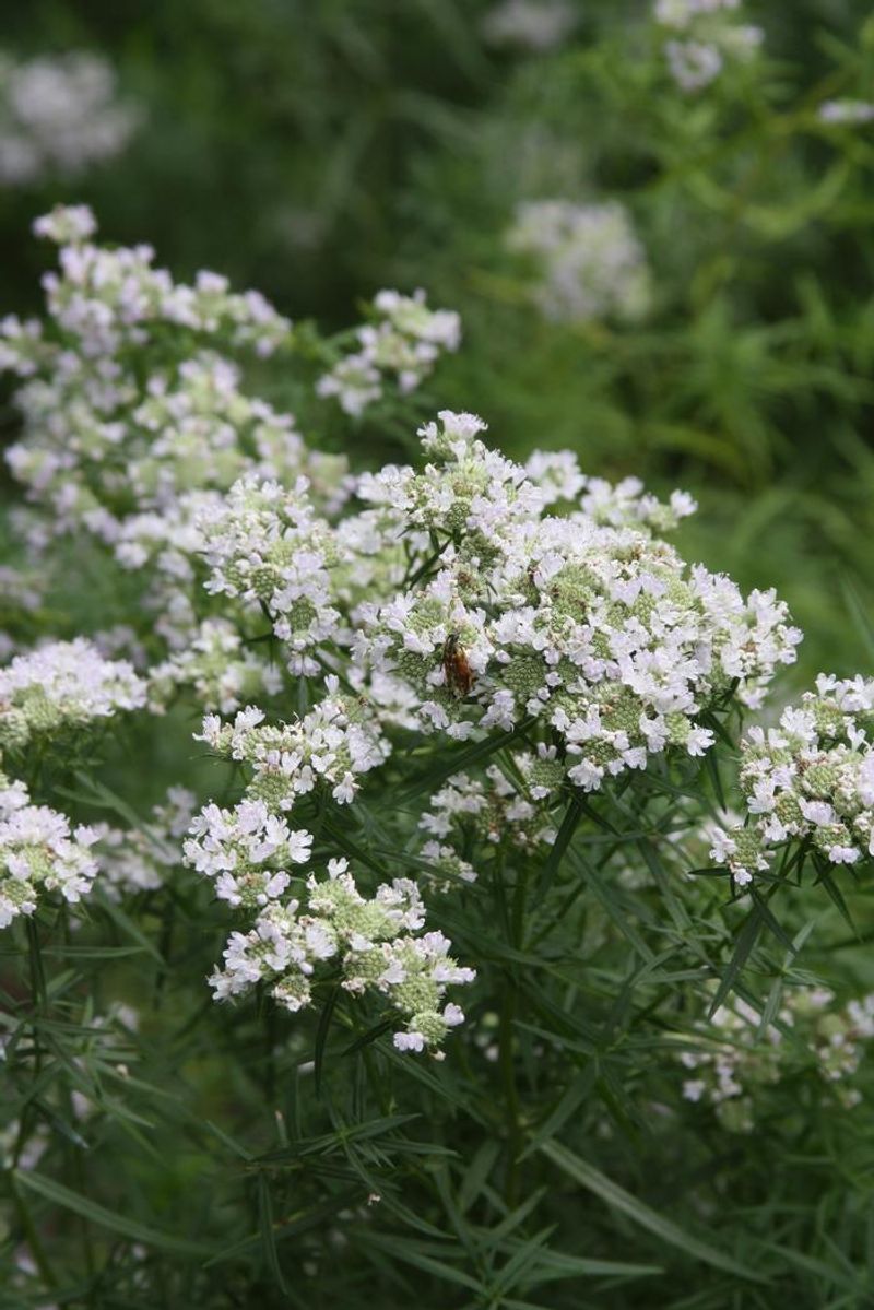 Narrowleaf Mountain Mint Thrives In Summer Heat