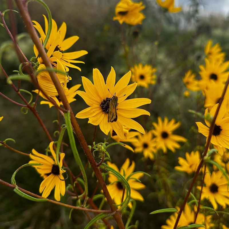 Narrowleaf Sunflower Brings Fall Nectar With Native Drama