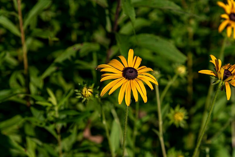 Narrowleaf Sunflower Builds Toward A Big Fall Nectar Show Narrowleaf Sunflower Builds Toward A Big Fall Nectar Show
