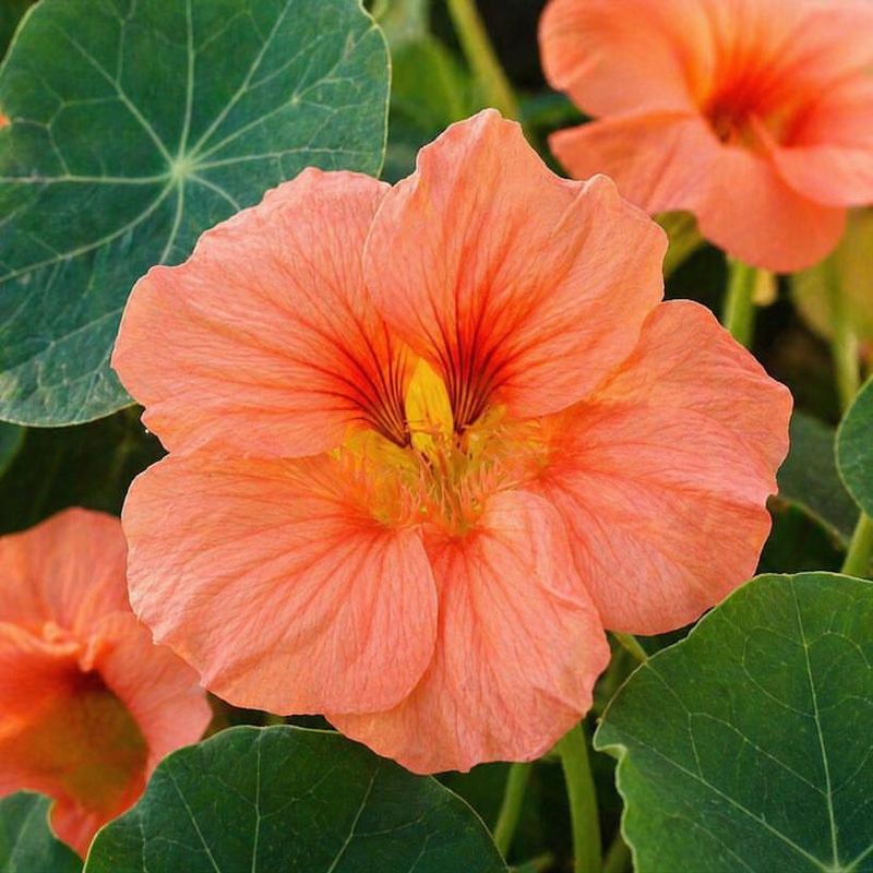 Nasturtium 