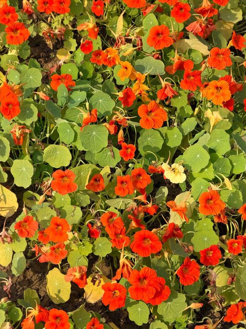 Nasturtiums Nasturtiums