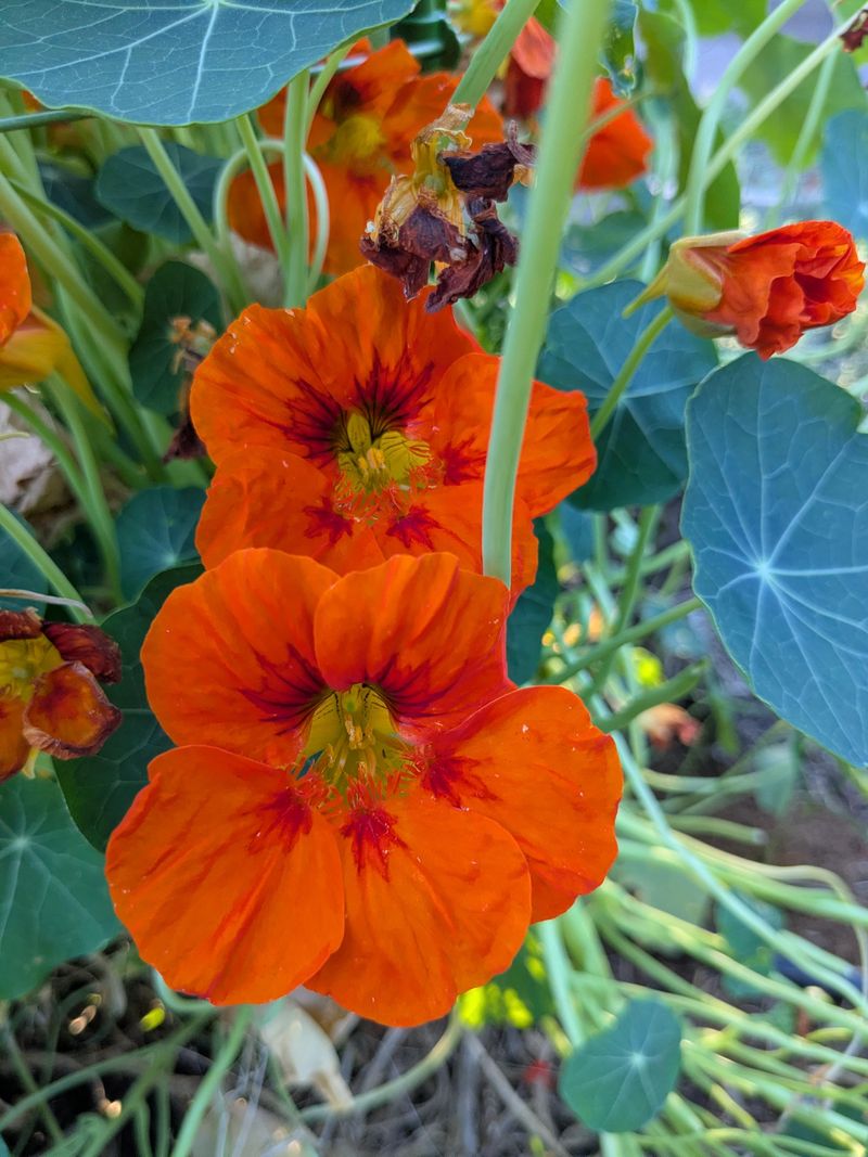 Nasturtiums Trail From Containers With Edible Flowers