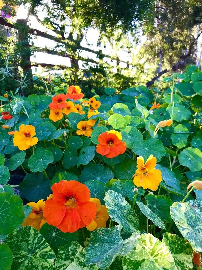 Nasturtiums Nasturtiums