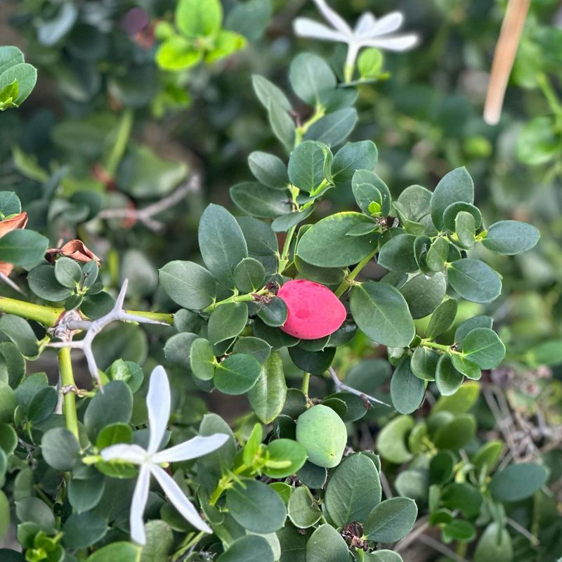 Natal Plum Adapts Well To Container Growing Natal Plum Adapts Well To Container Growing